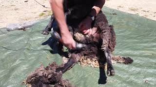 Rambro's sons Dodge and Thunder get a haircut for summer