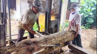 immediately amazed to see the beauty of teak wood at the cutting site