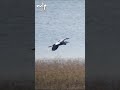 Grey Heron in Flight | Part 2 | Bird Photography Season 2025–26 | Canon R6 Mark II