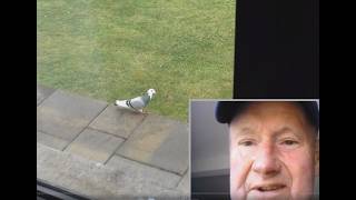 Cautious Racing Pigeons Visit Our Belfast Castlereagh Hills Front Garden