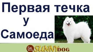 Первая течка у самоеда - во сколько?как проходит первая течка самоеда Первая течка у самоеда - во сколько?как проходит первая течка самоеда
