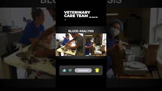 Vet Care Presentation By Dr. Boorstein~Part 11 Of 59