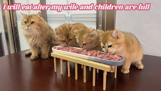 พ่อแมวคอยดูแลแม่แมวและลูกแมวให้อิ่มก่อนรับประทานอาหาร วิดีโอสัตว์น่ารักและน่าสนใจ นี่คือพ่อที่ดี