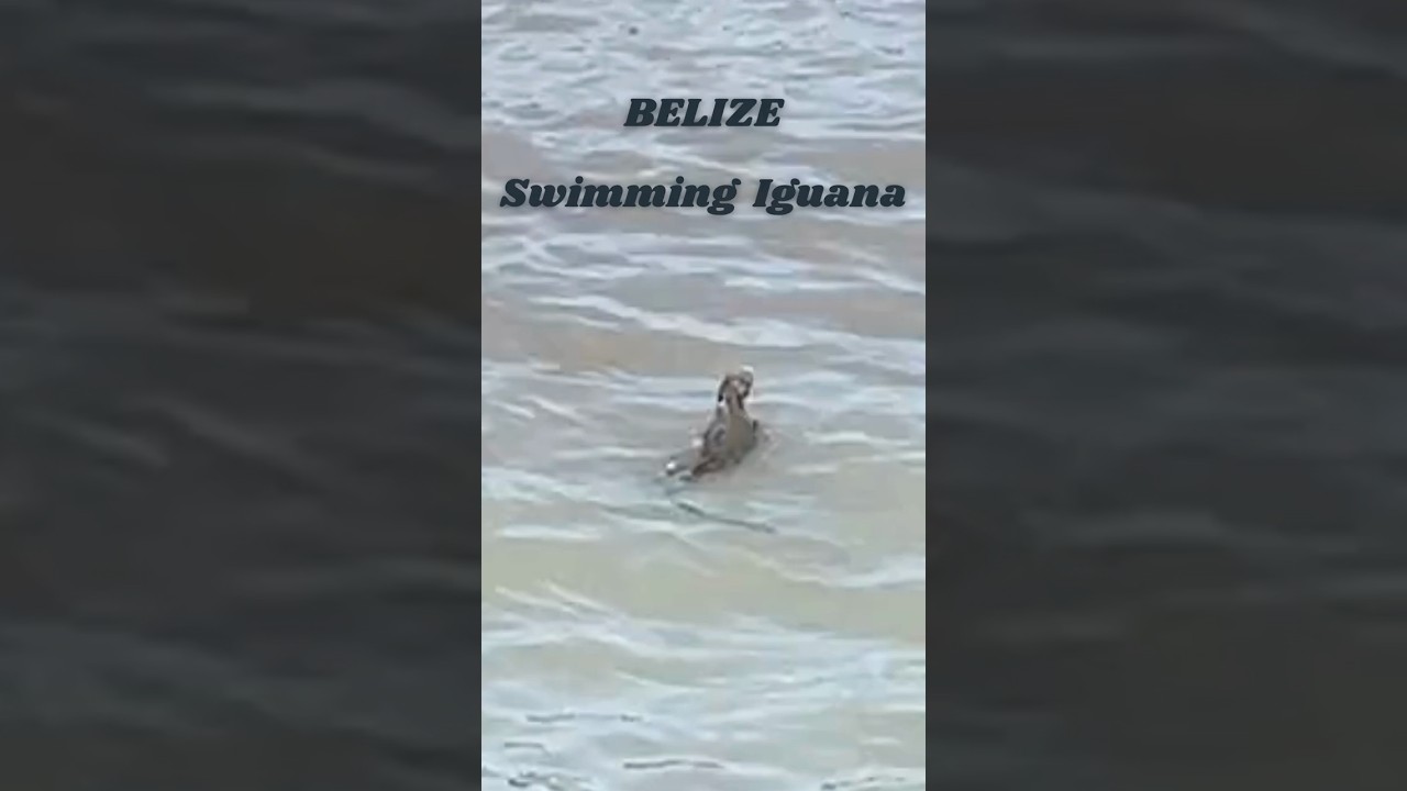 Swimming Iguana in Belize! 🦎 Amazing Wildlife Encounter