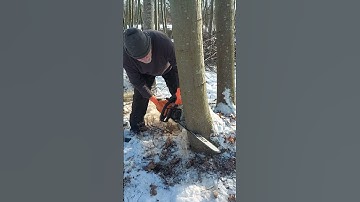 #brennholz #firewood #wood #logging #chainsaw #logger #stihl #chainsawman #bois #tronçonneuse