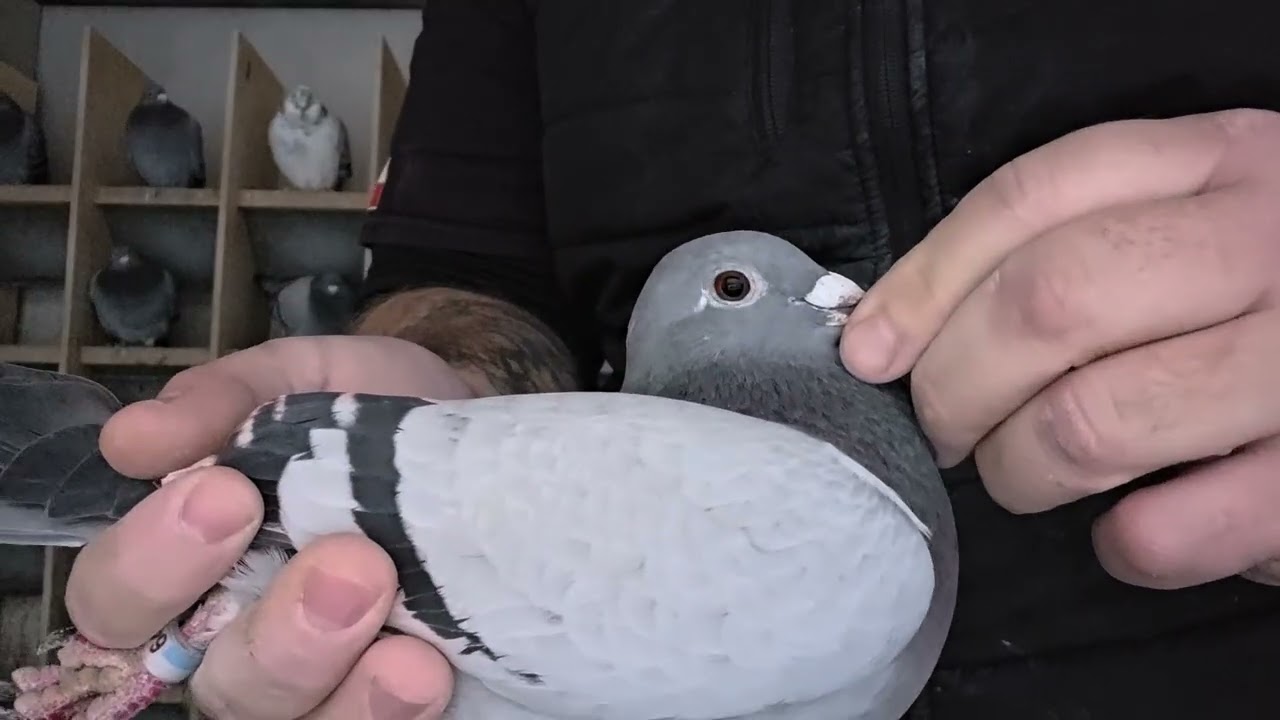 Gebr. Leideman ! - Nowe Nabytki w Morel Team ! Co nowego u grubego? 