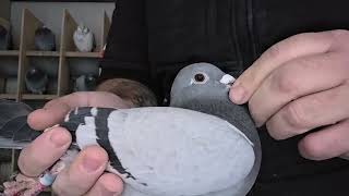 Gebr. Leideman ! - Nowe Nabytki w Morel Team ! Co nowego u grubego? 