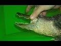 GATOR: Behind the scenes - stop motion animation