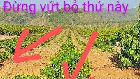 Nên trồng xen canh cây gì năm đầu tiên trồng cà phê?jardim de café vietnamita