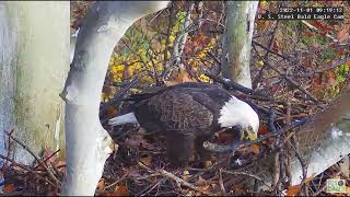 Nest improvement U  S  Steel Bald Eagle Camera Live Stream   Cam 1