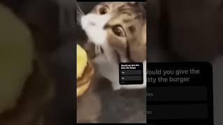 It's pretty self-explanatory #memes #kitty #chezburger
