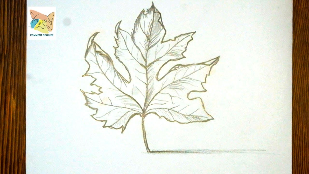 Apprendre à dessiner une feuille 