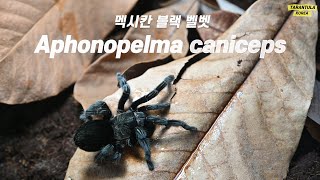 뚠뚠이 멕시칸 블랙 벨벳 / Aphonopelma caniceps