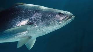 World Heritage, Islands and protected areas of the Gulf of California, Mexico.