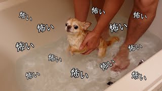 足がつく深さなのに...水面でどうしてもバタバタしてしまうチワワがこちらです