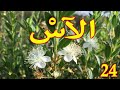 العشبة24 من السلسلة التعريـفـية بالأعشاب الموجودة في المغرب الآس العشبة24 من السلسلة التعريـفـية بالأعشاب الموجودة في المغرب الآس