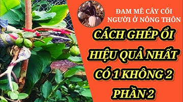Ghép Ổi,Ghép cành,Cách Ghép ổi,Cách Ghép ổi cải tạo hiệu quả nhất/Có 1không 2/phần 2/ĐAM MÊ CÂY CỐI