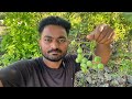 આજે વાડીએ ગયા ગૂંદા પાડવા ગૂંદા નૂ આથણૂ