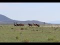 SAN LUIS VALLEY COLORADO WILD HORSES RUNNING AND OFF GRID START   !.