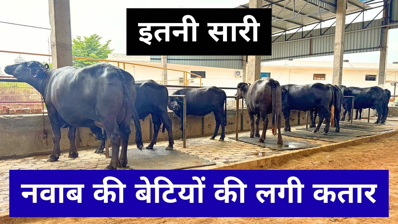 आज का पशुधन ऐसी गोशाला से जहाँ लगा है नवाब की बेटियों का मेला Best Animals at Koohni Sahib Gurudwara