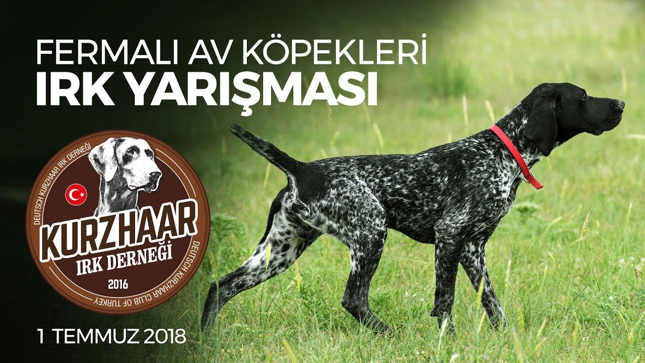 2018 Kurzhaar Turkiye Sampiyonasi Av Kopekleri Game Fair Turkey Kupasi Youtube