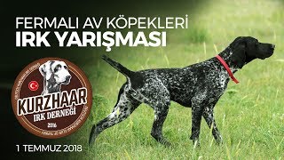 2018 Kurzhaar Turkiye Sampiyonasi Av Kopekleri Game Fair Turkey Kupasi Youtube