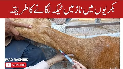 Intravenous injection technique in goat I iv injection procedure I بکری میں انٹراوینس انجیکشن تکنیک