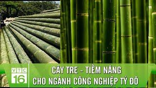 CÂY TRE - Tiềm năng cho ngành công nghiệp TỶ ĐÔ của Việt Nam | VTC16