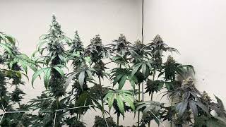 How to grow weed. Weeks 8 of flower