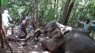 Elephant trapped with a wire is helpless. Wildlife team to the rescue
