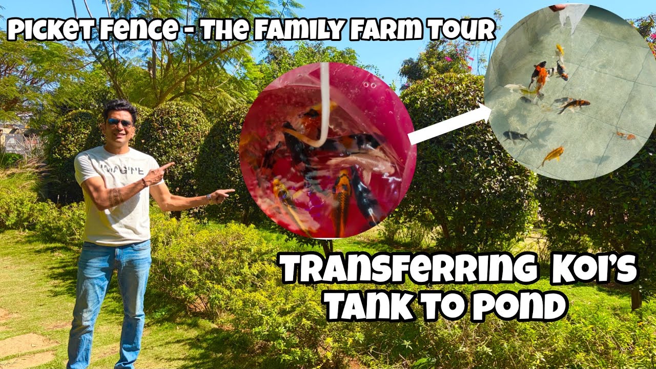 Finally Shifting My Japanese Koi Fish to a Huge Pond |  Picket Fence The Family Farm Tour | Koi Pond