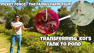 Finally Shifting My Japanese Koi Fish to a Huge Pond |  Picket Fence The Family Farm Tour | Koi Pond