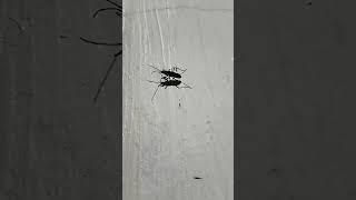tayangaw (stink bug) is commonly known in English as the rice bug or rice ear bug#shortsvideo