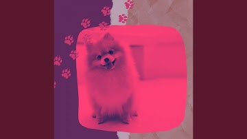 Pulsating Music for Calming Puppies