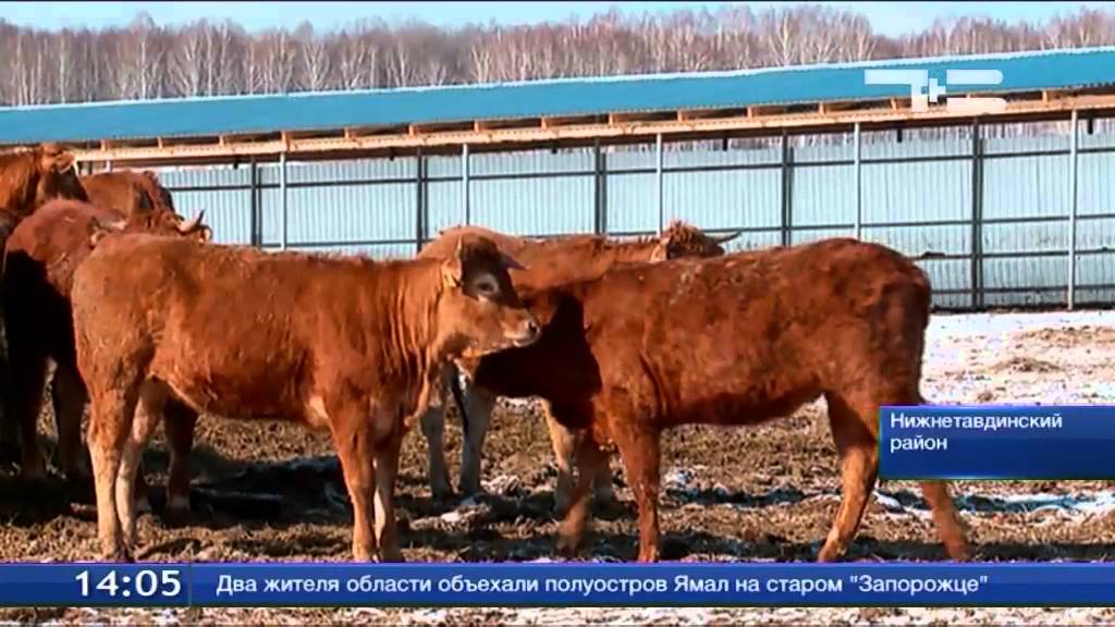 Где Можно Купить Телят Мясной Породы Лимузин