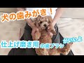 子供用の「仕上げ磨き用歯ブラシ」を使うと犬の歯磨きがしやすい事に気付いた【トイプードル 】