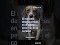 "MALTRATO ES COBARDÍA"#shorts #reflexiones #frases #reflexionesdevida