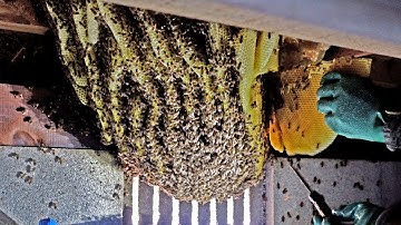 Relocating native Japanese honey bees from a traditional Japanese house  #apiscerana