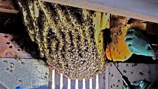 การกำจัดผึ้งพื้นเมืองของญี่ปุ่นจากบ้านญี่ปุ่นโบราณ #apiscerana