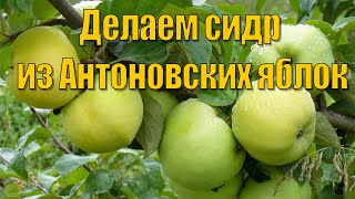 Приготовление сидра из сока яблок на самодельном прессе Making cider apple juice, a homemade press