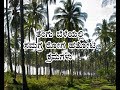 Disease management in Coconut cultivation-ತೆಂಗು ಬೆಳೆಯಲ್ಲಿ ಸಮಗ್ರ ರೋಗ ಹತೋಟಿ ಕ್ರಮಗಳು