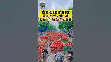 Vải Thiều Lục Ngạn Bắc Giang 2025 – Mùa Vải Chín Rực Rỡ Cả Vùng Quê #vảithiều #bắcgiang