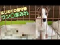 初めての留守番でウン〇まみれ　ジャックラッセルテリア【なのは】お迎え12日目