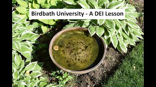 BirdbathUniv053025