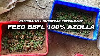 Feed Black Soldier Fly Larvae 100% Azolla ~ Cambodian Homestead Experiment