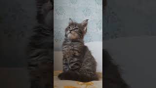 INARI SENSEI, male, MCO ns22 (Silver ClassicTabby) INARI SENSEI, male, MCO ns22 (Silver ClassicTabby)
