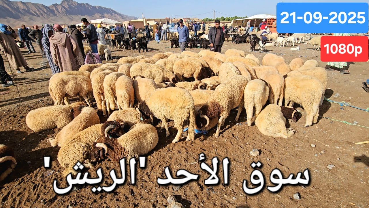 مباشرة سوق الأحد الريش إقليم ميدالت بتاريخ 21-09-2025،ثمن الخرفان ألخروفات ألمعيز أنعجات لتابعات.
