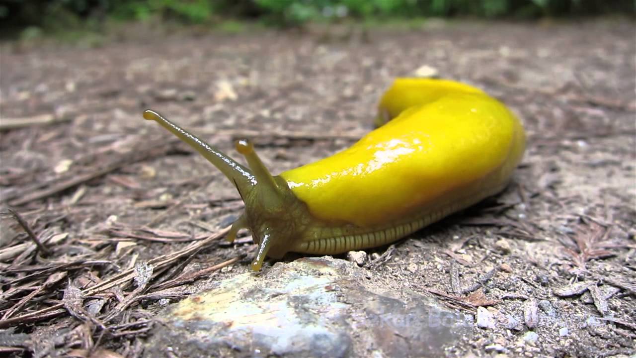 Banana Slug