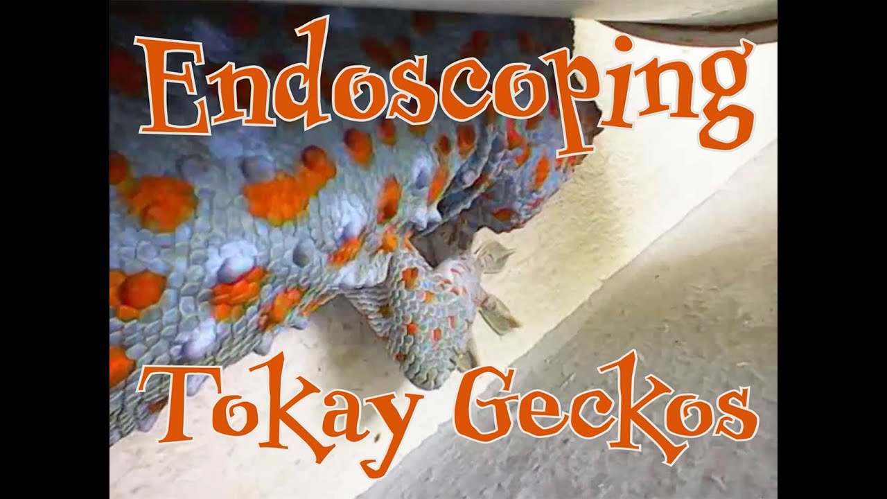 Endoscoping tokay geckos