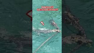Crocodile Bites Ship Rope It Wont Break